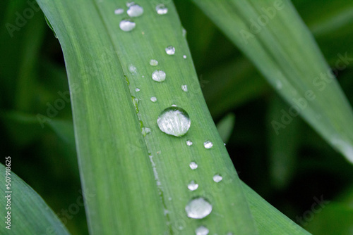 water drops on a leaf