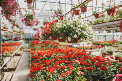 Colorful Flowers In A Garden Center photo