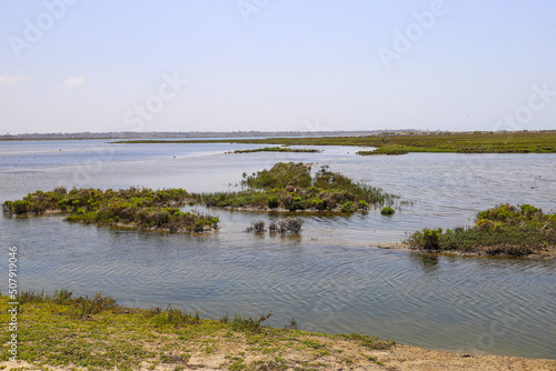 vast miles of lush green marsh surrounded by deep blue ocean water with a gorgeous blue sky at Bolsa Chica Ecological Reserve in Huntington Beach California USA photo