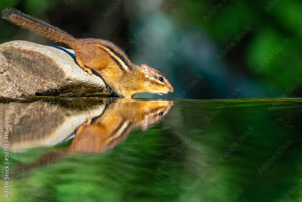 Chipmunk taking a drink of water from reflection pond