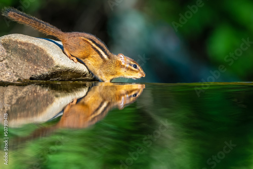 Chipmunk taking a drink of water from reflection pond