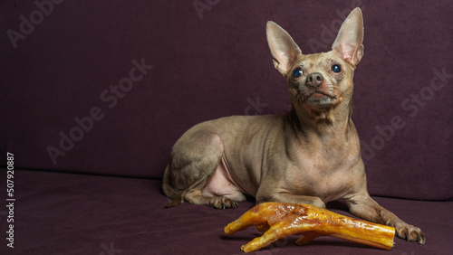 Russian toy terrier lies on a pillow with raw chicken leg. Natural delicacy dog food. The concept of hunger and theft of food.