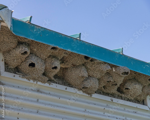 Close up of nests built by Cliff swallows under the eaves of a floating restroom on a lake. photo