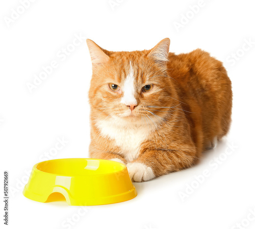 Cute cat near empty bowl is...