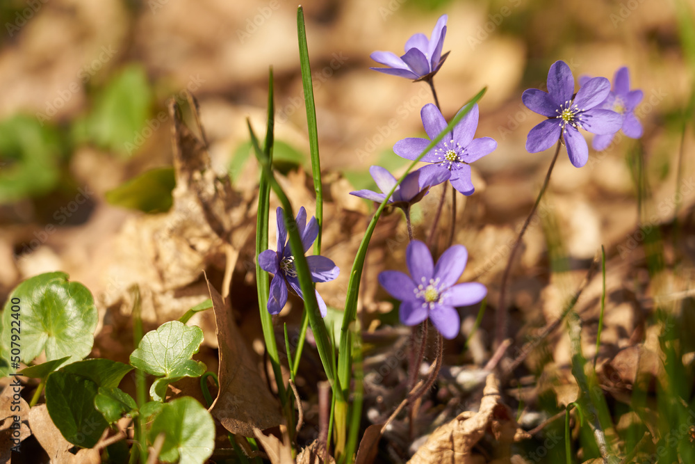 Purple spring flowers in the forest with a blurred background. Purple spring flowers in the forest with a blurred background.