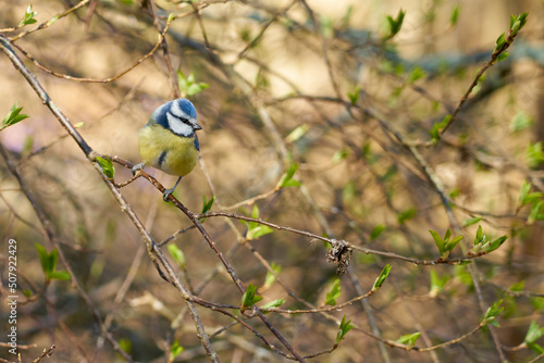 Titmouse on a branch in the forest with a blurred background.