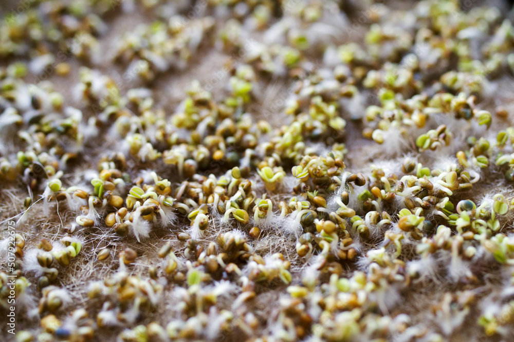 Arugula microgreens close up, soft selective focus, macro. Sprouting greens from seeds for a healthy diet at home Arugula microgreens close up, soft selective focus, macro. Sprouting greens from seeds for a healthy diet at home