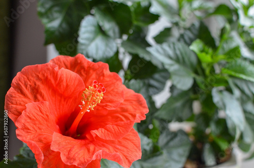 Red hibiscus flower on a green background. In the balcony
