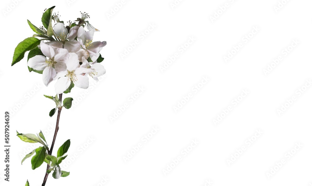 Beautiful pink garden flowers on background Beautiful pink garden flowers on background