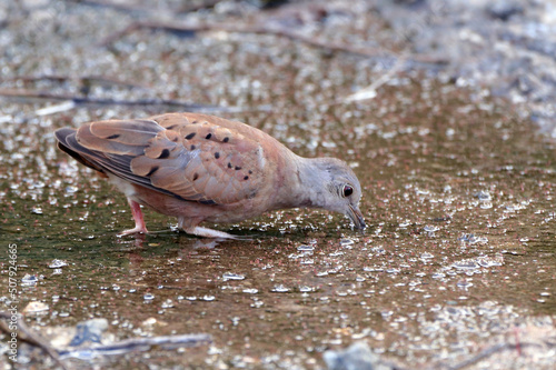 Ruddy Ground-Dove (Columbina talpacoti) drinking water on the ground photo