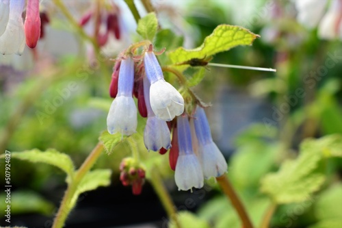 ドワーフ・コンフリー　Symphytum grandiflorum 'Goldsmith'