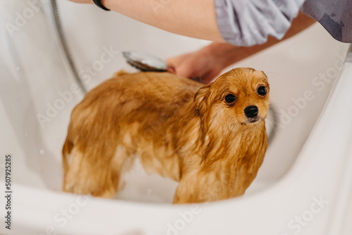washing the Pomeranian Spitz in the groomer salon.