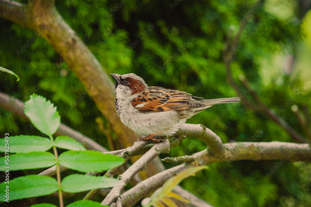 robin on a branch robin on a branch