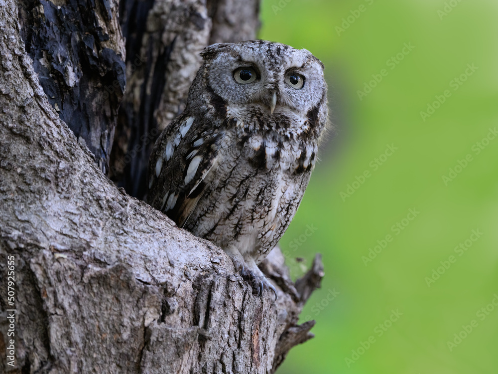 Eastern Screech Owl Sitting in a Tree Hole in Early Spring, Portrait Eastern Screech Owl Sitting in a Tree Hole in Early Spring, Portrait