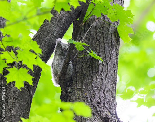 Foto Eastern Screech Owl owlet fledgling sitting on a tree branch in spring