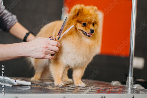 grooming dogs Spitz Pomeranian in the cabin