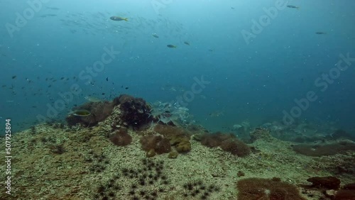 Wallpaper Mural Under Water Film footage - silver medium sized tropical fish steem passing over coral sea bottom- Sailrock in Thailand Torontodigital.ca