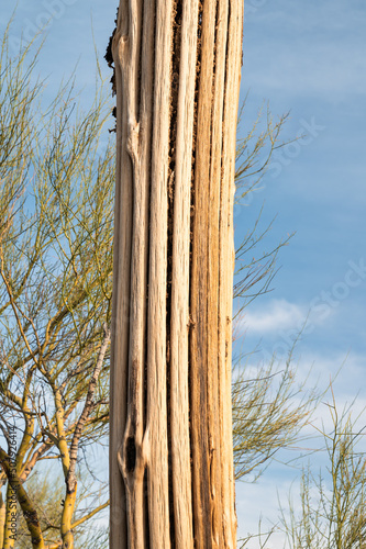 Dead Saguaro cactus in Sonoran Desert, close up