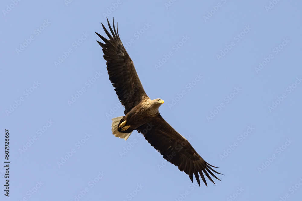 White-tailed Eagle (haliaeetus albicilla) flying in the blue sky in the delta of Volga River White-tailed Eagle (haliaeetus albicilla) flying in the blue sky in the delta of Volga River