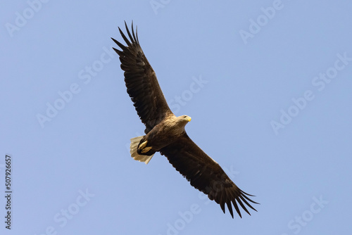 White-tailed Eagle (haliaeetus albicilla) flying in the blue sky in the delta of Volga River	