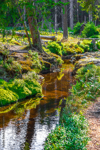 Forest panorama small river at Brocken mountain peak Harz Germany