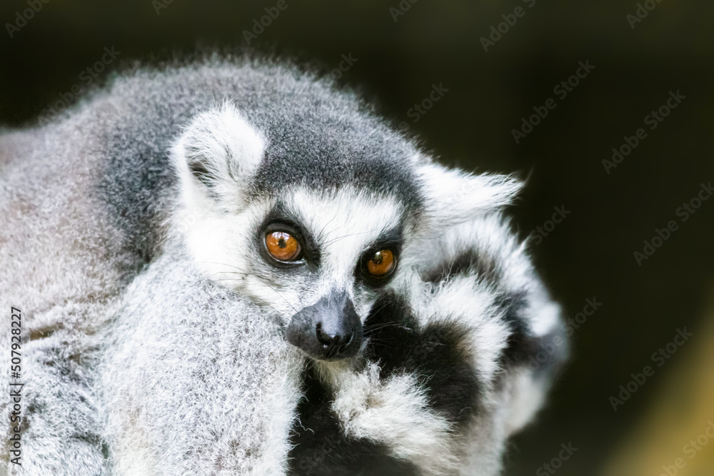 Ring-tailed lemur (lemur catta) from Madagascar Ring-tailed lemur (lemur catta) from Madagascar