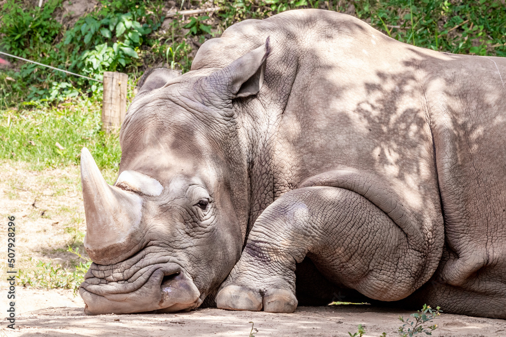Fototapeta premium Big rhino in jungle from Brazil.