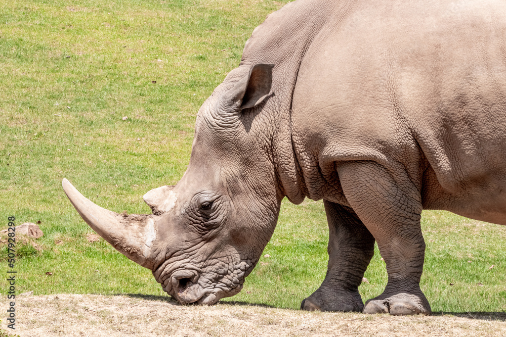 Big rhino in jungle from Brazil. Big rhino in jungle from Brazil.