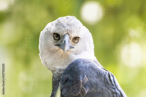 The Harpy Eagle (Harpia harpyja) with green nature bokeh as background