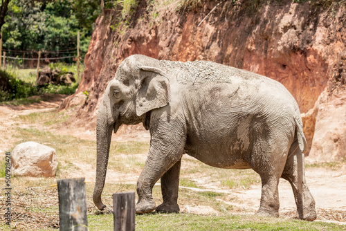 Big and funny elephant taking a shower in the jungle.