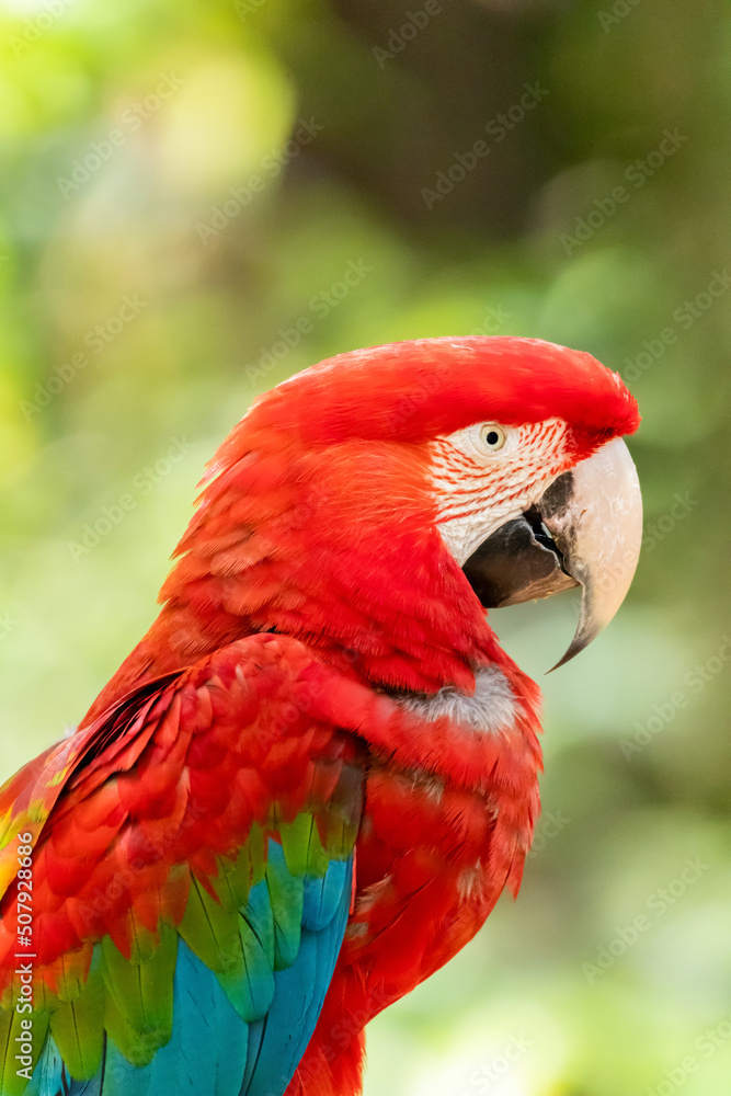 A rare and exotic red arara in the forest from Brazil.