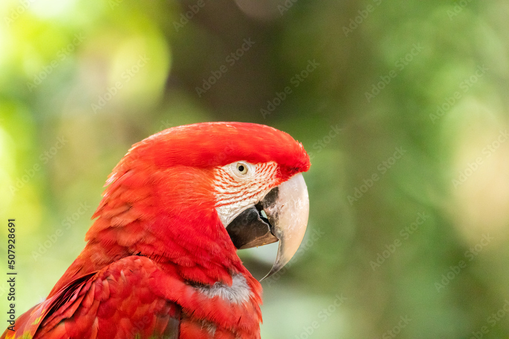 A rare and exotic red arara in the forest from Brazil.