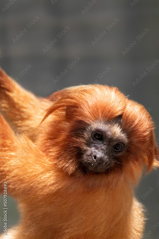 A rare and exotic Golden lion tamarin in a forest from Brazil. A rare and exotic Golden lion tamarin in a forest from Brazil.