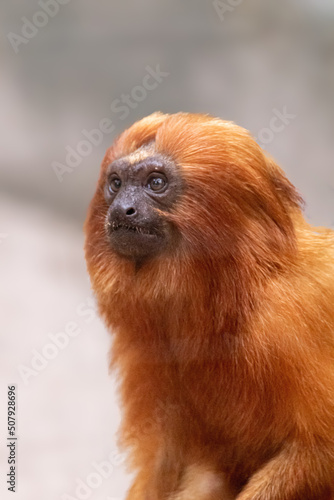 A rare and exotic Golden lion tamarin in a forest from Brazil. 