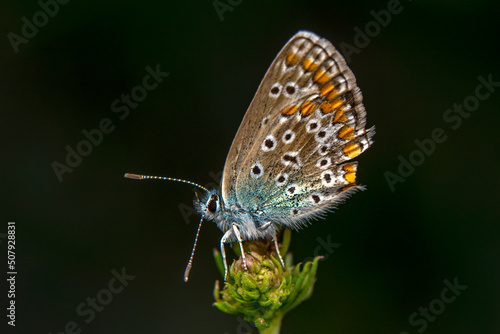 Wallpaper Mural Macro shots, Beautiful nature scene. Closeup beautiful butterfly sitting on the flower in a summer garden. Torontodigital.ca