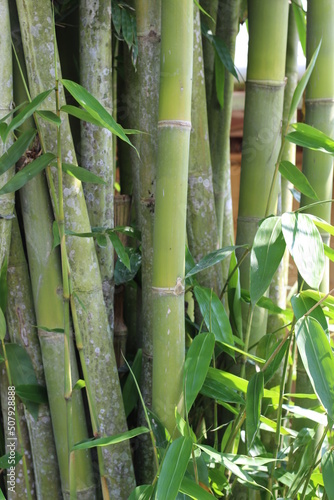 bamboo grove in a lush forest