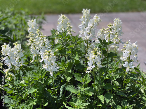 White flowers of Dictamnus albus, commonly known as gas plant blooming in the garden. photo