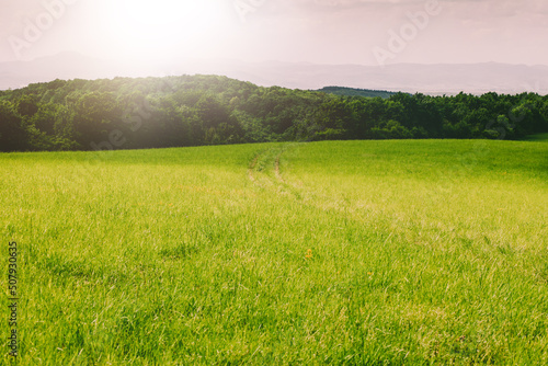 Green meadow on a sunny day.Summer season. High quality photo.