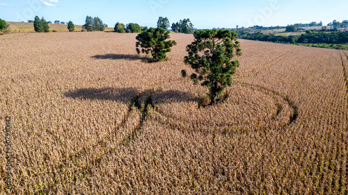 Aerial view of a cornfield in the countryside. On a farm in Brazil.