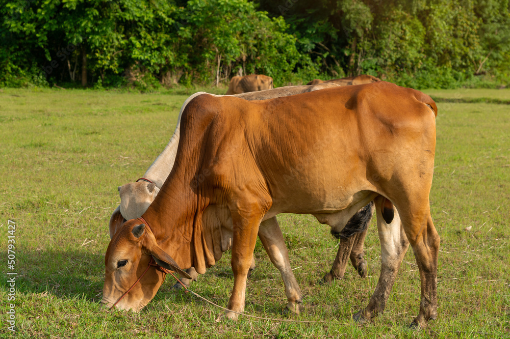 . Cows is eating grass in the field, Thai cow on a pasture.