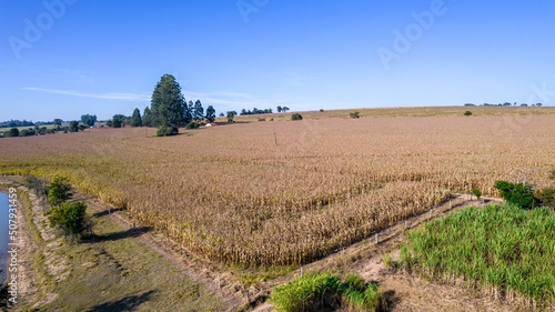 Aerial view of a cornfield in the countryside. On a farm in Brazil.