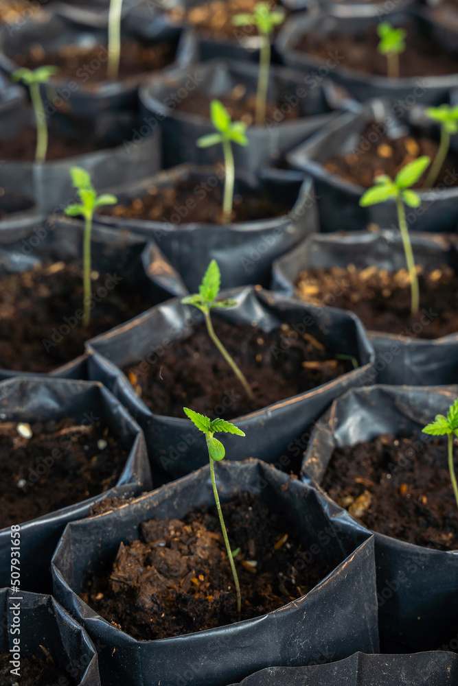Cannabis sprout close up. Sapling Marijuana Sativa, Fresh young marijuana seedling in greenhouse