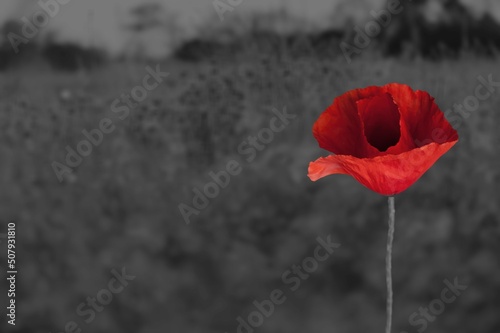 Remembrance day. Red poppies on dark background