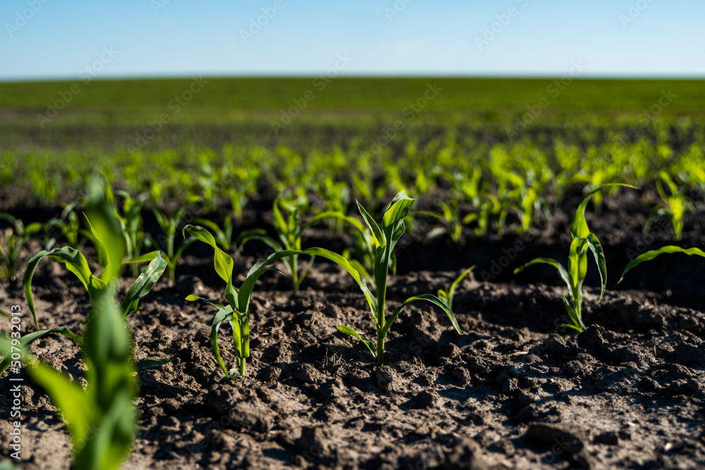 Green corn plants on a fertile field. Agricultural process. Green corn plants on a fertile field. Agricultural process.