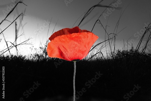 Fototapeta Naklejka Na Ścianę i Meble -  Remembrance day. Red poppies on dark background