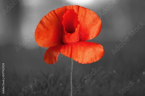Remembrance day. Red poppies on dark background