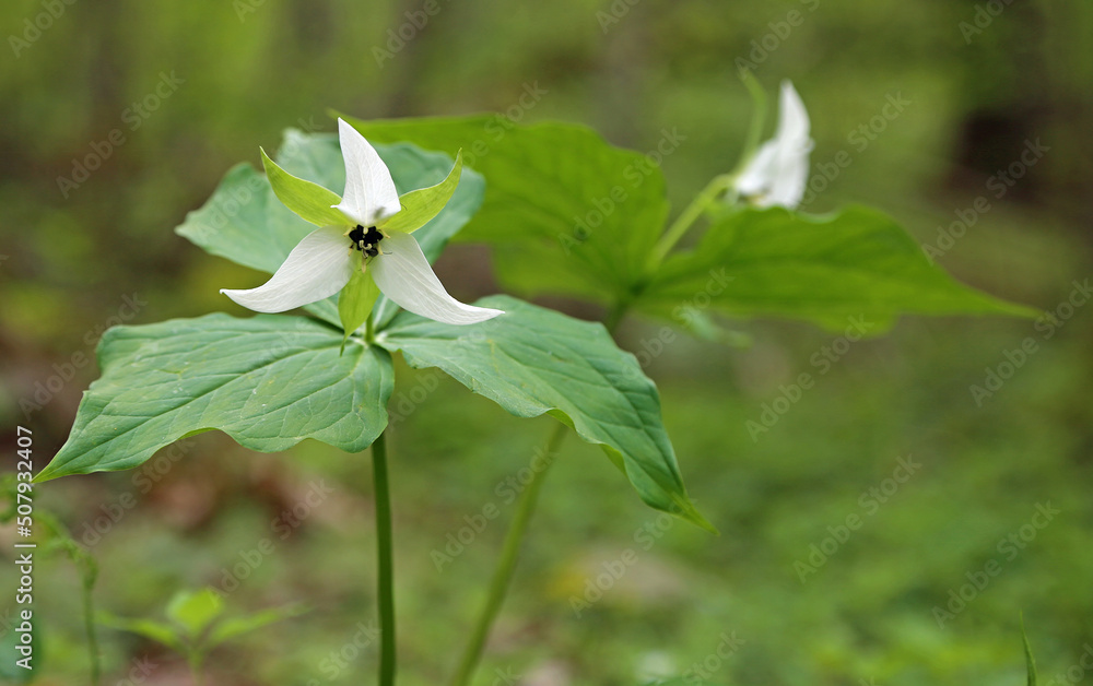 Bent trillium flower - Great Smoky Mountains National Park, Tennessee Bent trillium flower - Great Smoky Mountains National Park, Tennessee