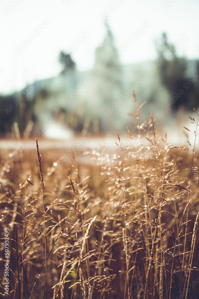 Fototapeta premium Wyoming geptermal