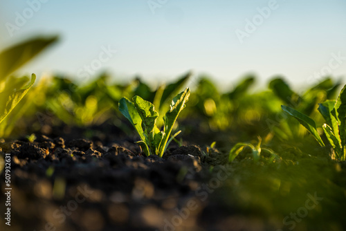 Rows of young sugar beets lit by the sun. Sugar beet cultivation. Close up of young sugar beet plants in converging long lines growing in fertilized soil.