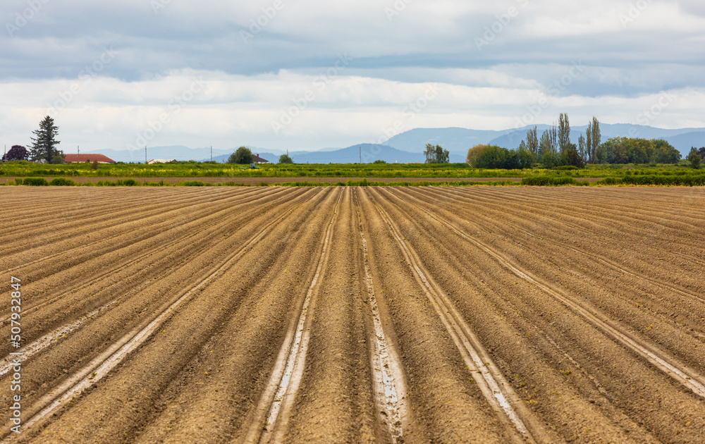 Agriculture field. Rows of plough land with planted potatoes in spring in Canada